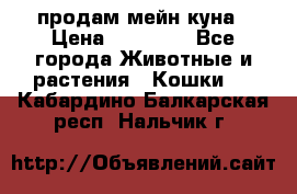 продам мейн куна › Цена ­ 15 000 - Все города Животные и растения » Кошки   . Кабардино-Балкарская респ.,Нальчик г.